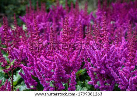 Dark pink astilbe blooming in a garden as a nature background
 Royalty-Free Stock Photo #1799081263