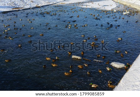 A flock of ducks on a pond on a clear frosty winter day.