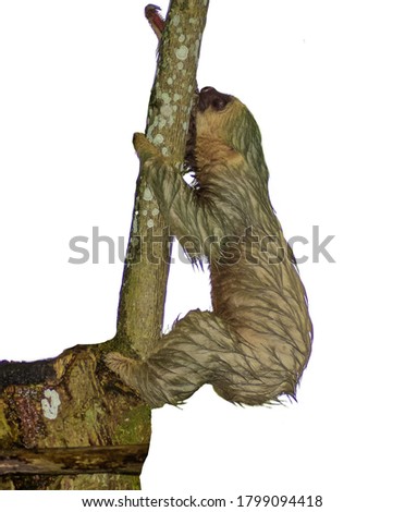 Choloepus hoffmanni or two-toed sloth is a species that inhabits Central and South America
