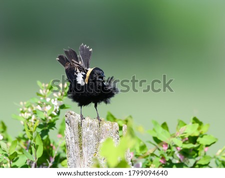 Puffed Bobolink on Fence Post on Green Background	 Royalty-Free Stock Photo #1799094640