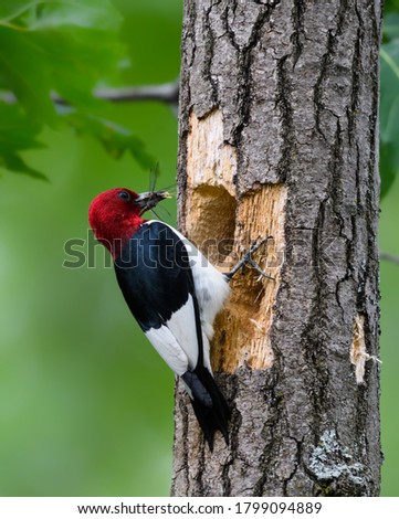 Red-headed Woodpecker with Food for Chicks on Green Background	
 Royalty-Free Stock Photo #1799094889