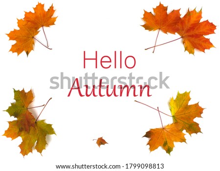 Autumn still life. Autumn leaves on a white background. Hello Autumn autumn concept. Isolate. copyspace