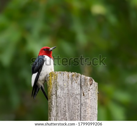Red-headed Woodpecker Climbing Post on Green Background	 Royalty-Free Stock Photo #1799099206