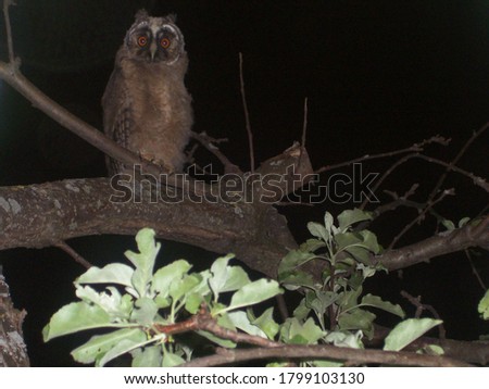 An owl sits at night on an Apple tree