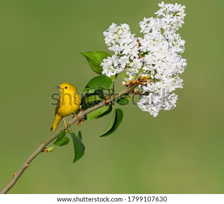 Yellow Warbler on White Lilac Branch in Spring on Green Background	
 Royalty-Free Stock Photo #1799107630