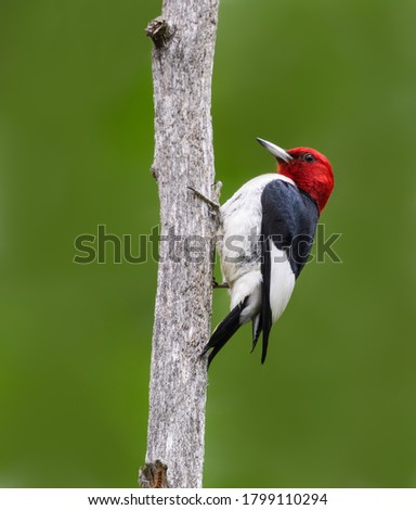 Red-headed Woodpecker Climbing Tree Trunk on Green Background	 Royalty-Free Stock Photo #1799110294