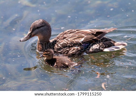 Duck and duckling taking a swim in the lake