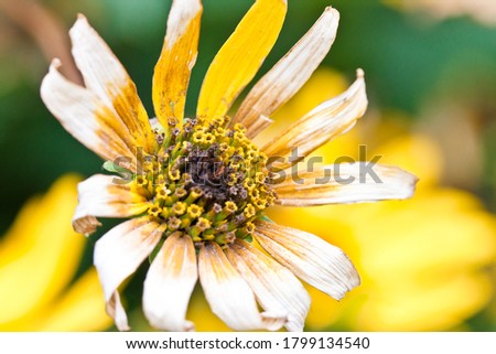 closeup of daisy outdoors in sun