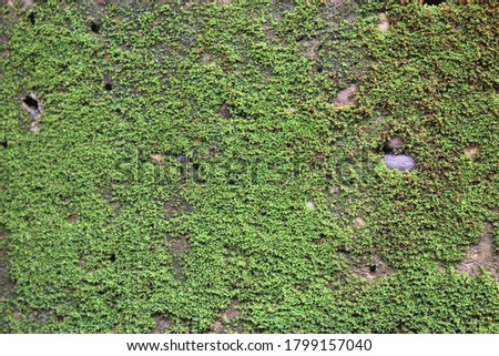 Moss on the stone green background images