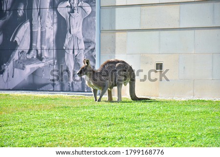 Grey Kangaroos (a marsupial from the family Macropodidae) are grazing grass in the park, Canberra, Australia. 