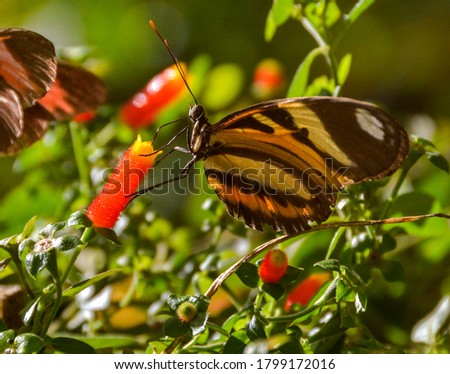 Macro view of a Butterfly feeding in the bird park of the city of Foz do Iguaçu
