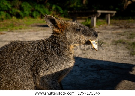 Little kangaroo eating banana leaf