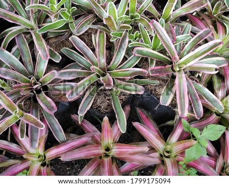 The beautiful Neoregelia plants in the garden. It is a genus of flowering plants in the family Bromeliaceae. Selective focus.
