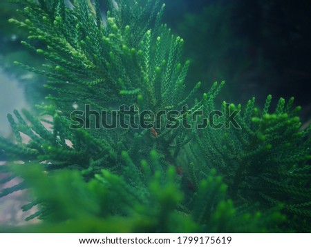 A picture of a leaf of a pine tree close up 