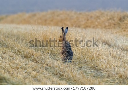 a young hare on an harvested field