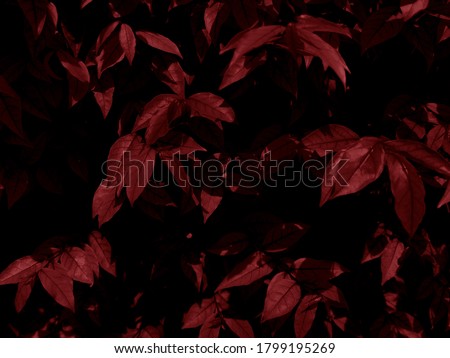 Beautiful abstract color pink and red flowers on dark background and light black flower frame and red leaves texture, red background, red banner happy valentine