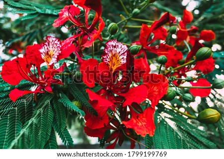 Royal poinciana, also called flamboyant tree or peacock tree, of the pea family (Fabaceae). It is native to Madagascar, and it has been widely planted in frost-free areas