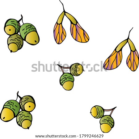 Acorns from oak, painted acorns and maple catkins, vector drawing of autumn oak acorn and maple, Bright autumn clip art, thanksgiving gift