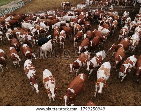 Aerial view of corral full of cattle. Drone photography.