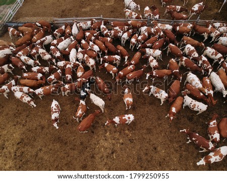 Aerial view of corral full of cattle. Drone photography.