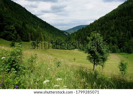    Meadows and forests above Jasenova with hills of Mala Fatra National Park, Slovakia. Sunny summer day                             