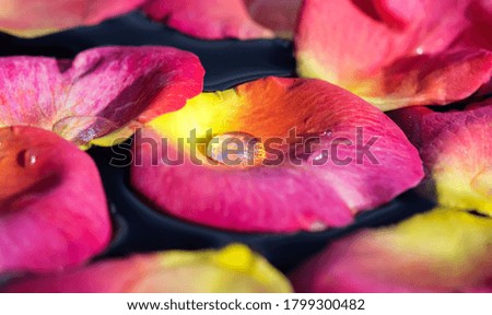 Red yellow rose petals on the water. Aromatherapy and spa concept. Floral background