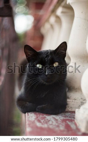 black cat resting on a fence