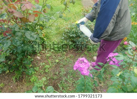 A woman gardener, working in the garden spraying flowers with pest control. Crop protection and the concept of unity with nature.