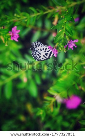 Beautiful black and white butterfly on flower with floral and green background. Chattogram, Bangladesh / 2019.