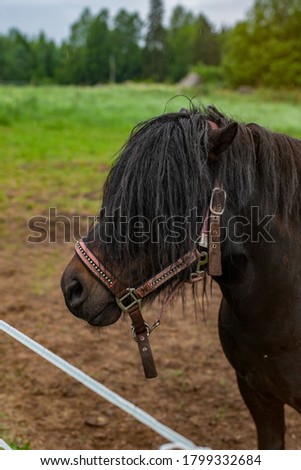 Pony portrait. Brown hairy pony at pasture.