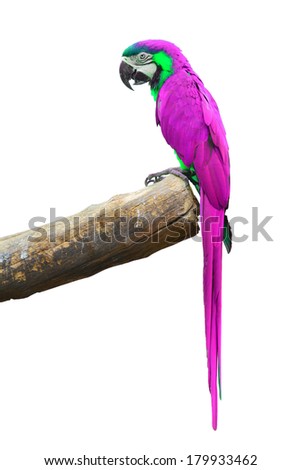 A beautiful bird Pink Macaw isolate on white background. 