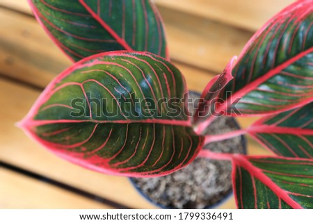 Aglaonema ( sri rejeki ) , an ornamental plant with very beautiful leaf colors and much to be loved for its leaf color charm.