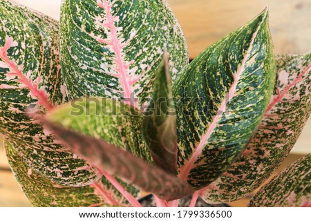 Aglaonema ( sri rejeki ) , an ornamental plant with very beautiful leaf colors and much to be loved for its leaf color charm.