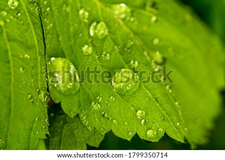 drops on green leaves after rain in summer
