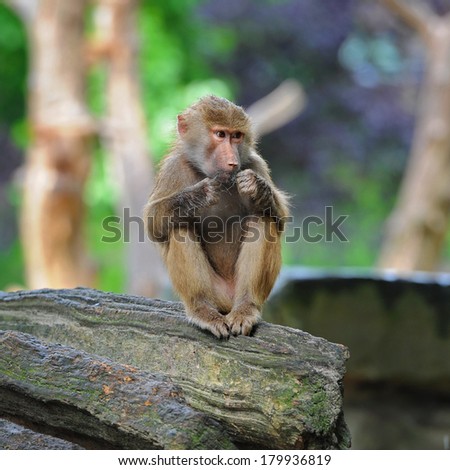 Young monkey sitting on tree trunk