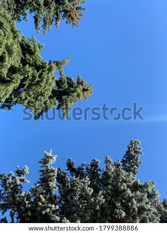 tops of the pine trees and blue sky background