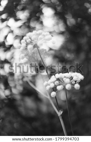 Abstract monochrome texture of nature, natural background from plants. Beautiful white inflorescences of flowers. gypsophila flowers.