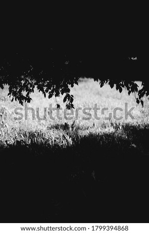 Abstract monochrome texture of nature, natural background from plants
