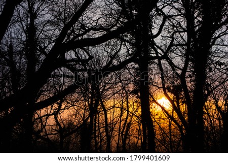 winter sun setting behind the trees in the fog