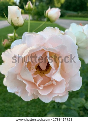 Soft and pink flower, tender background
