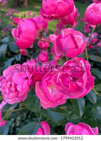 Pink roses bush, garden roses, natural background