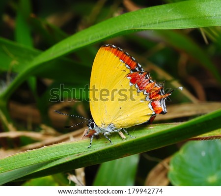 Beautiful Colorful Butterfly whit shadow isolated on white background