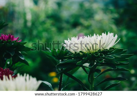 beautiful aster flowers in close-up