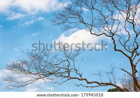 Old leafless tree on blue sky background