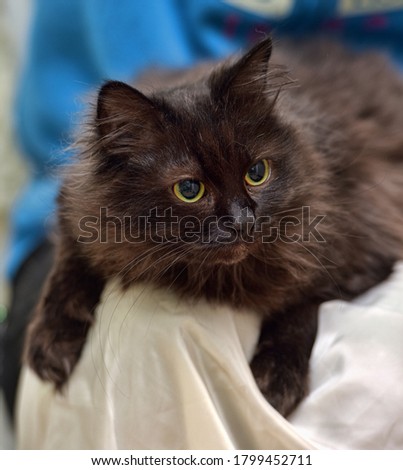 black fluffy chantilly tiffany cat with yellow eyes