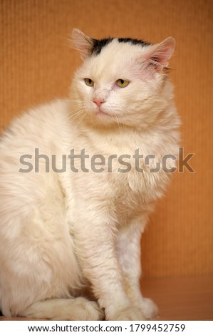 white and gray-stained sad cat in an animal shelter