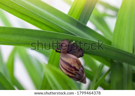 The snail is slowly climbing on the pandan leaf with sunlight in the garden.