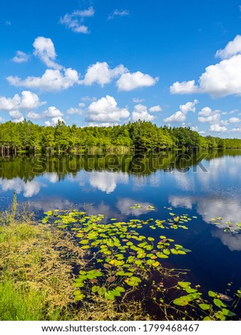 Blue sky with white clouds reflecting in Gator Lake on a summer day in Six Mile Cypress Slough Preserve in Fort Myers Florida in the United States Royalty-Free Stock Photo #1799468467