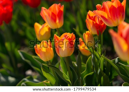 Orange tulips close-up in the garden. Beautiful spring flower background. Soft focus and bright lighting. Blurred background with space for text. Flower bed in bright sunlight.