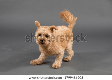 PORTRAIT OF MINI-POODLE DOG IN PHOTOGRAPHY STUDIO